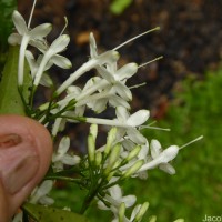 Pavetta indica L.